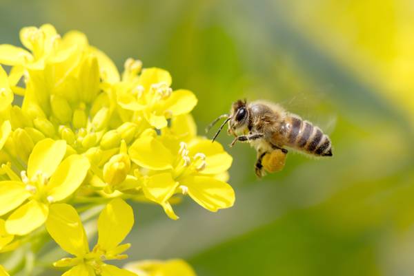 “Bienen und Bauern retten” Neue Europäische Bürgerinitiative startet heute!