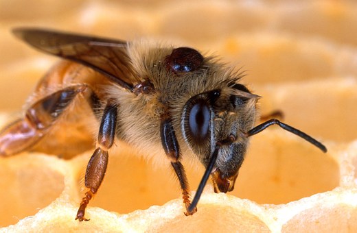 Biene auf Wabe