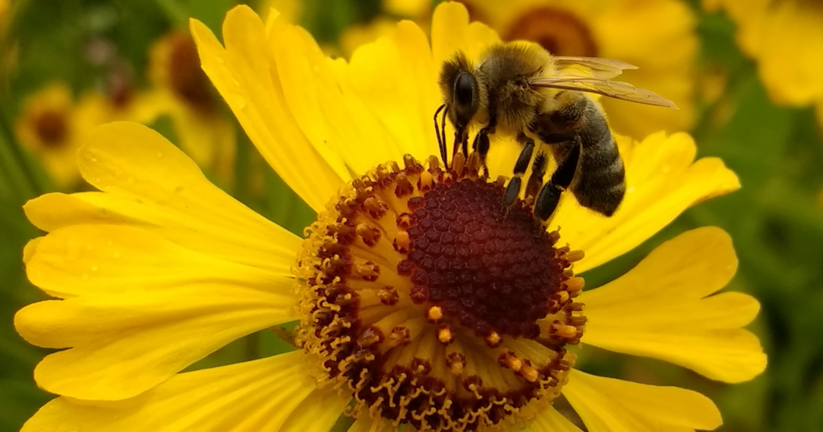 Wir fordern die EU auf, Ackergifte zu verbieten, alternative Landwirtschaft zu unterstützen und damit die Bienen und Insekten zu retten!