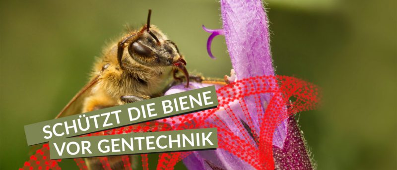 Schützt die Biene vor Gentechnik