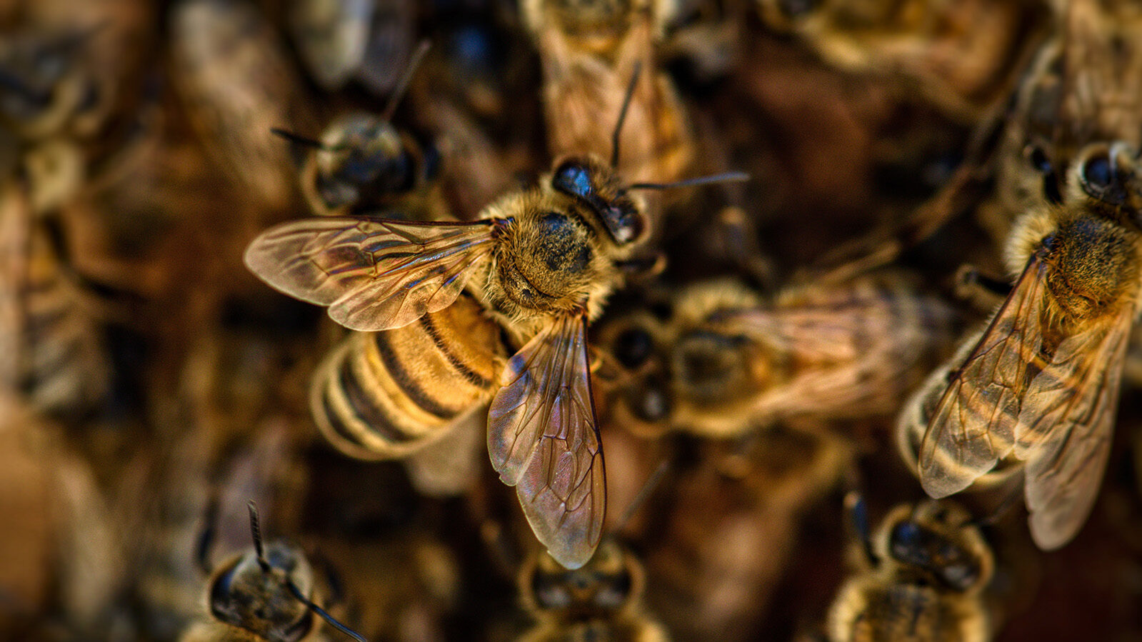 Das Bienenjahr