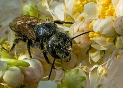 EU-Gremien gefährden Bienen und Biodiversität